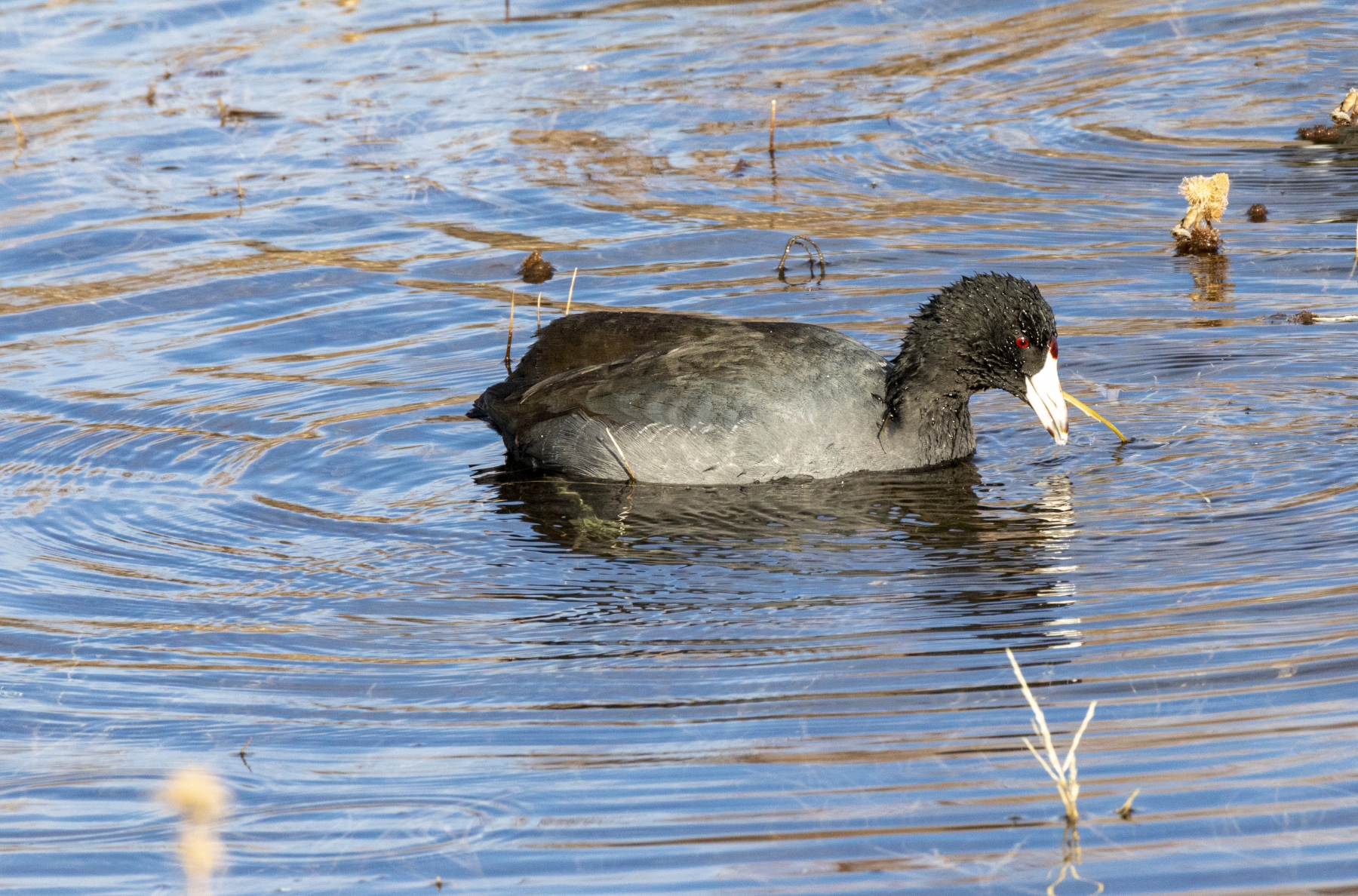 American Coot, Bosque del Apache Wildlife Refuge, New Mexico